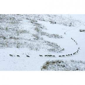Большая стая, состоящая из 25 волков, охотящихся на бизонов у Полярного круга в северной Канаде. В середине зимы в Национальн...